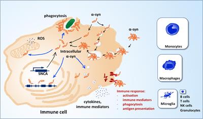 Intracellular Alpha-Synuclein and Immune Cell Function